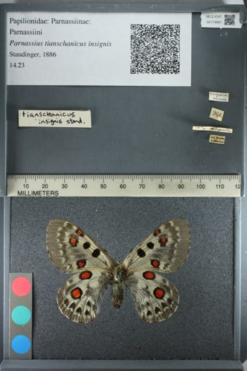 Media type: image;   Entomology 174881